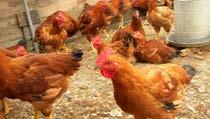 Genel Bilgi Yumurtacı tavukların tüm besin madde ihtiyaçları göz önünde tutularak, yüksek yumurta verimine ulaşmaları için gerekli enerji,