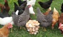 Özellikleri Yumurtacı tavukların enerji ve besin madde ihtiyaçlarını tamamen karşılar.