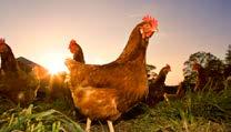 Genel Bilgi Gezen tavuk yetiştiriciliğine uygun ırk ve cinsin seçilmesi çok önemlidir. Doğru ırk seçimi salma tavuk yetiştiriciliğinin ekonomik olmasını sağlar.