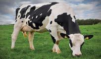 Genel Bilgi Sağmal hayvanlarının süt verme performansında %30 genetik yapının %70 bakım, barındırma şartları ve beslemenin etkisi vardır.