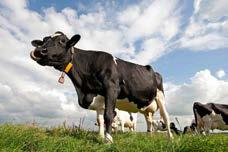 Kullanılışı AysFORCEMilk - Süt Hayvanları İçin Vitamin/ Mineral/Premiks (20kg) 1 ton yeme 10 kg düzeyinde katılır.