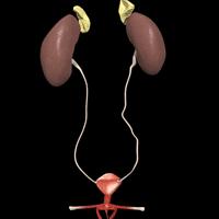 Nitrofuran -Sistemik kullanılmaz -Deri, meme, uterus, yara, yanıklarda Furazolidon