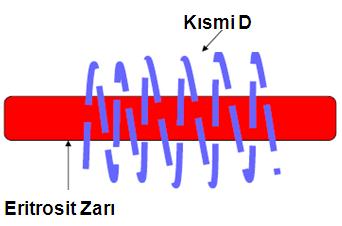 Eritrosit Bu hastalara Rh(D) pozitif