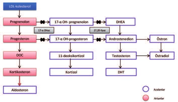 ŞEKİL 1: 17 alfa-hidroksilaz/17,20-liyaz eksikliğinde etkilenen enzimatik basamaklar. DOC: Deoksikortikosteron, DHEA: Dehidroepiandrosteron, DHT: Dihidrotestosteron.