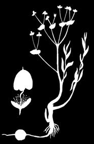 Euphorbia oidorhiza Pojark. 1951 ÇIŞIK KÖKLI SÖWDEK Söwdekler maşgalasy Ýagdaýy. Derejesi IV. Seýrek görnüş. Genofondy gorap saklamakda ähmiýeti. Kiçi Balkanyň gadymy endemigi.