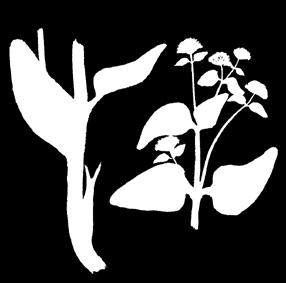 Smyrnium cordifolium Boiss. 1845 ÝÜREK ÝAPRAKLY SMIRNIUM Saýawanlylar maşgalasy Ýagdaýy. Derejesi V (DD). Ýeterlik öwrenilmedik görnüş. Genofondy gorap saklamakda ähmiýeti.