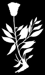 Centaurea iljinii Czerniak, 1930 ILÝINIŇ DAŞKEKRESI Astralar maşgalasy Ýagdaýy. Derejesi IV. Seýrek görnüş. Genofondy gorap saklamakda ähmiýeti. Köpetdagyň dar çäkli endemigi. Bezeg ähmiýetli ösümlik.