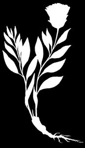 Centaurea kopetdaghensis Iljin, 1937 KÖPETDAG DAŞKEKRESI Astralar maşgalasy KOPETDAG CORNFLOWER Family Asteraceae ВАСИЛЁК КОПЕТДАГСКИЙ Семейство Астровые Ýagdaýy. Derejesi IV. Seýrek görnüş.