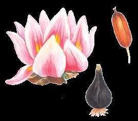 Colchicum szovitsii Fisch. et Mey. 1835 SOWIÇIŇ KOLHIKUMY Liliýalar maşgalasy Ýagdaýy. Derejesi II (EN). Ýitip barýan görnüş. Genofondy gorap saklamakda ähmiỳeti.