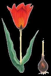 Tulipa kuschkensis B. Fedtsch. 1914 GUŞGY ÇIGILDEMI Liliýalar maşgalasy Ýagdaýy. Derejesi III (VU). Ýitmek howpunyň abanmagyna ýakyn görnüş. Genofondy gorap saklamakda ähmiýeti.
