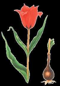 Tulipa wilsoniana Th. Hoog, 1902 WILSONYŇ ÇIGILDEMI Liliýalar maşgalasy Ýagdaýy. Derejesi III (VU). Ýitmek howpunyň abanmagyna ýakyn görnüş. Genofondy gorap saklamakda ähmiýeti.