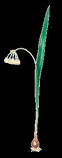 Allium paradoxum (Bieb.) G. Don fil. 1826 GEŇ SOGAN Soganlar maşgalasy Ýagdaýy. Derejesi III (VU). Ýitmek howpunyň abanmagna ýakyn görnüş. Genofondy gorap saklamakda ähmiýeti.