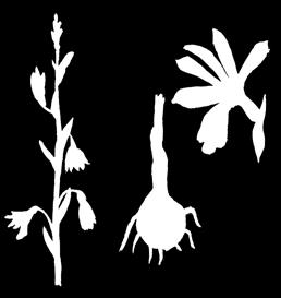 Eulophia turkestanica (Litv.) Schlechter, 1913 TÜRKÜSTAN EULOFIÝASY Orhideýalar maşgalasy Ýagdaýy. Derejesi I (CR). Düýbünden ýitip barýan görnüş. Genofondy gorap saklamakda ähmiýeti.