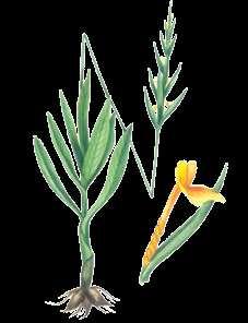 Dactylorhiza flavescens (C. Koch) Holub, 1849 SARYMTYL DAKTILORIZA Orhideýalar maşgalasy Ýagdaýy. Derejesi IV. Seýrek görnüş. Genofondy gorap saklamakda ähmiýeti.