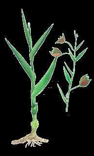 Epipactis veratrifolia Boiss. et Hohen. 1853 ÇEMERISA ÝAPRAKLY EPIPAKTIS Orhideýalar maşgalasy Ýagdaýy. Derejesi IV. Seýrek görnüş. Genofondy gorap saklamakda ähmiýeti.