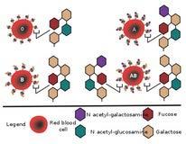 Nadir Kan Grupları? ABO ve D (Rh) eritrosit antijeni Bilinen en yaygın 8 kan grup Ag.
