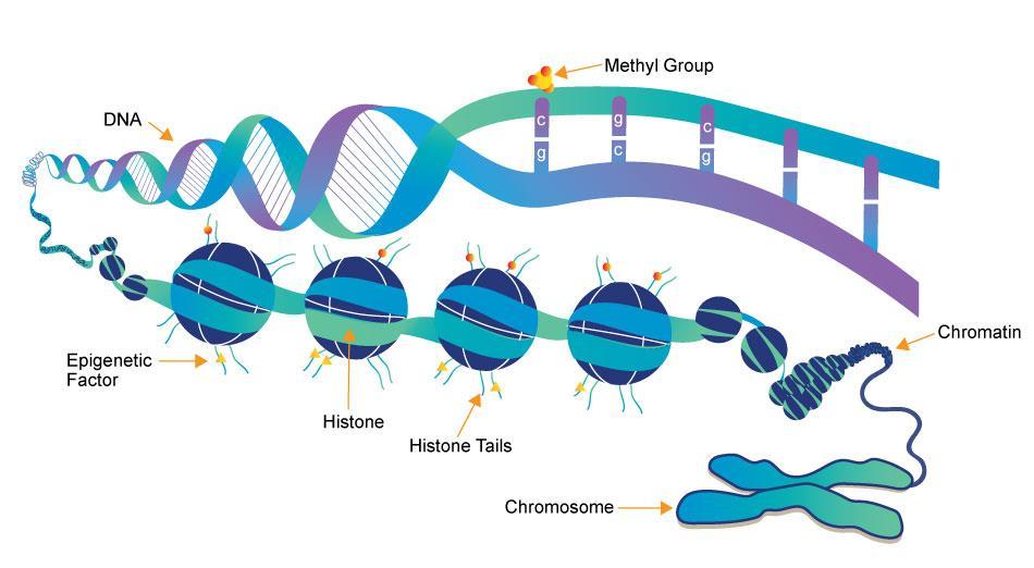 Epigenetik Epigenetik: «Çevre etkisiyle genomda ortaya çıkan kalıtılabilir değişiklikler» Genetik dizi değişmez