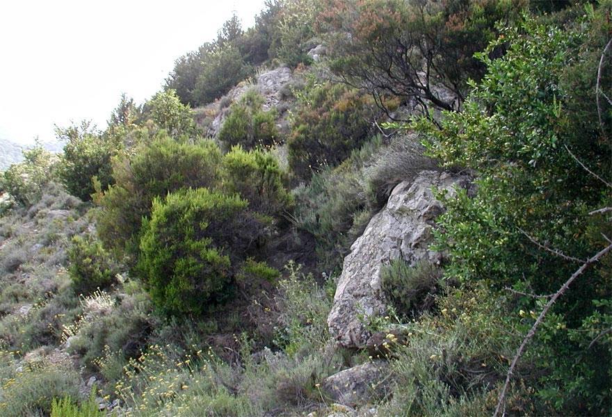 Akdeniz bitki toplulukları içinde maki ve garig formasyonu önemli bir yer tutmaktadır.