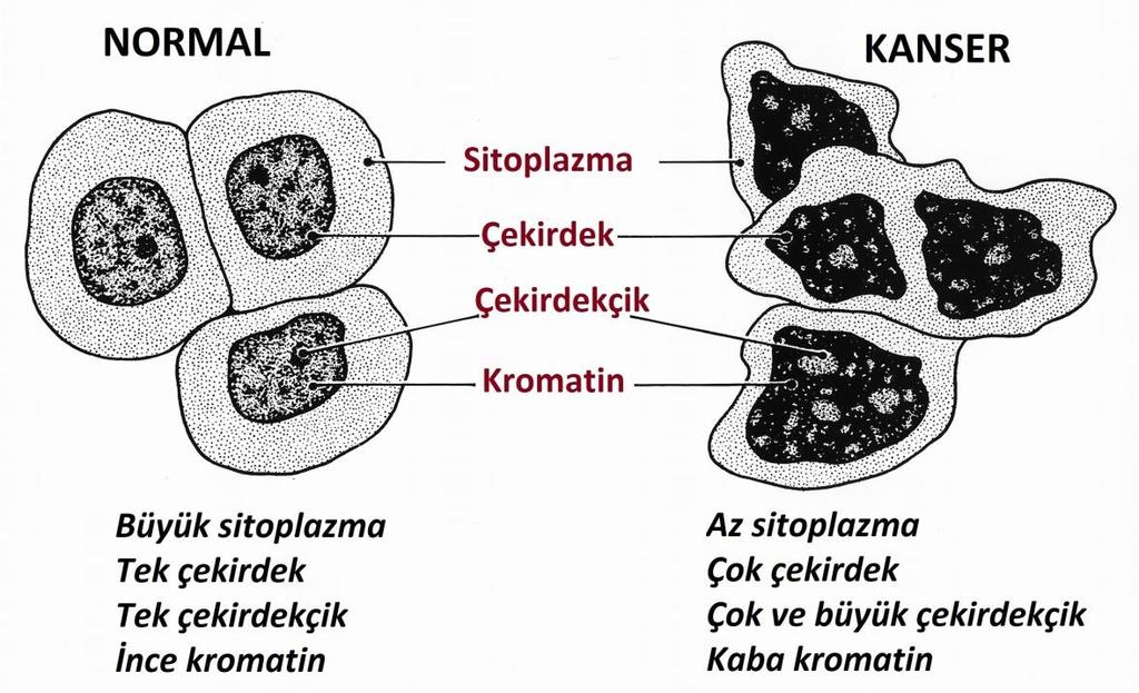 Bu proteinleri şifreleyen genlerin aktivitesinin bozulması kansere sebep olabilir.