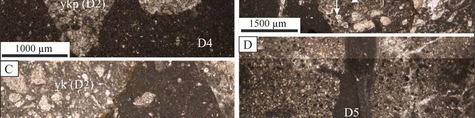 D4 dolgusu tanımlanamayan çok seyrek planktonik foraminifer ve kalsisiferli Çamurtaşı mikrofasiyesi ile temsil edilir (örnek no: 03-606).