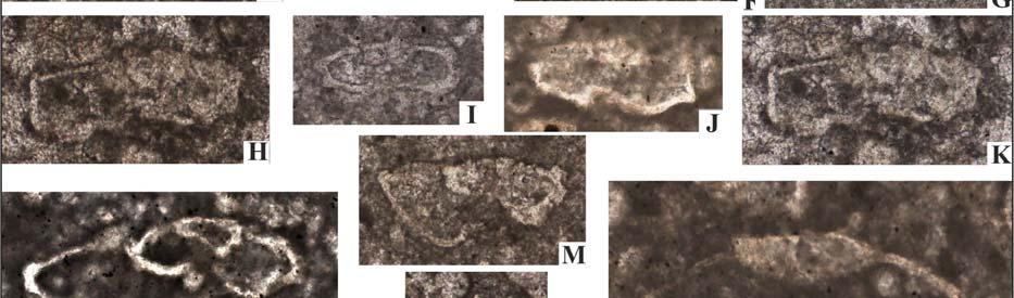 marginata, örnek no:03-605, F) Marginotruncana cf.