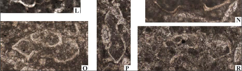 Marginotruncana pseudolinneiana, örnek no:03-641, K) Marginotruncana pseudolinneiana, örnek no:03-605, L) Marginotruncana cf. renzi, örnek no:03-641, M) Marginotruncana cf.