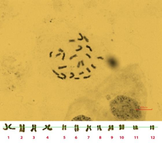 Table 5. Chromosome characteristics in Q. libani (population 5: Bookan) Chromosome Centromer Short Arm Length No. Index (µm) 1 49.10 0.82± 0.17 2 49.06 0.79± 0.32 3 46.76 0.65± 0.06 4 44.35 0.55± 0.
