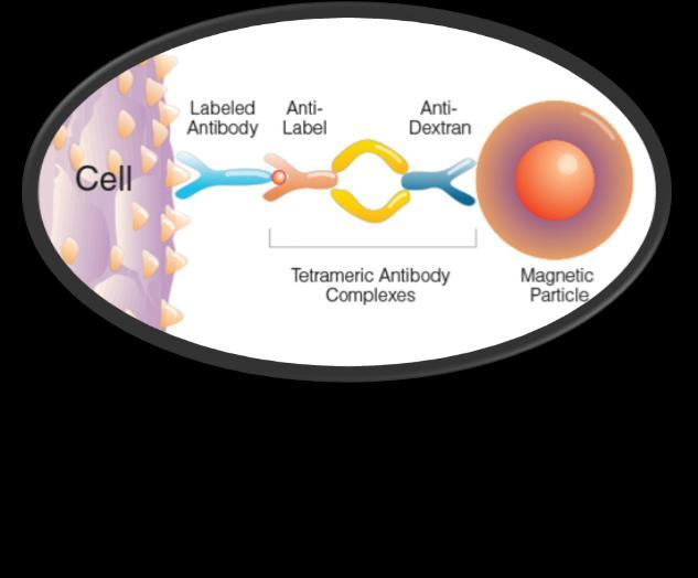 VST tipleri Profilaktik adaptif T hücre