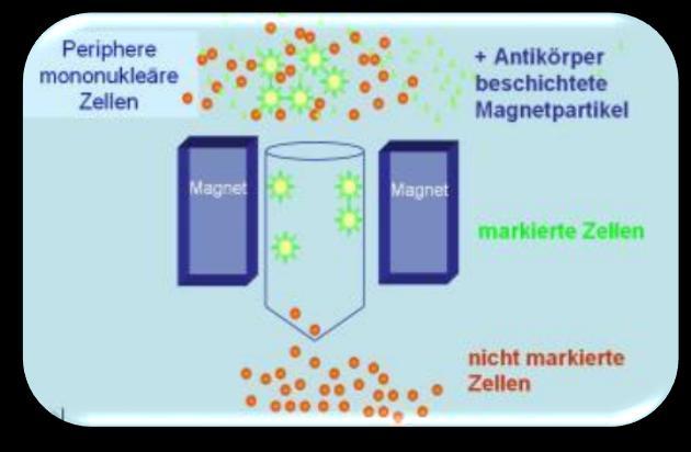 γδ-t cells Profilaktik adaptif T