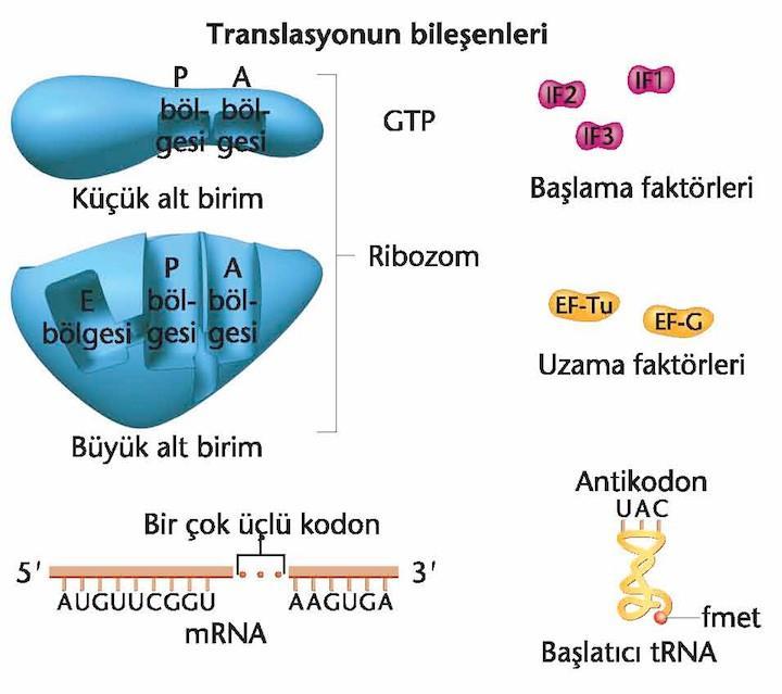 Başlama Ribozomlar, translasyona katılmadığı zamanlarda büyük ve küçük alt birimlere ayrılmıştır. E.