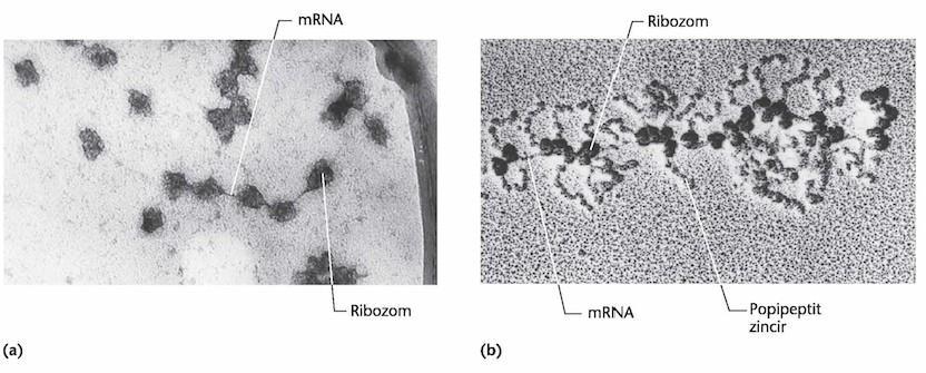 Poli-ribozomlar Uzama süreci devam ederken mrna nın ilk kısmı ribozom üzerinde serbest kalır.