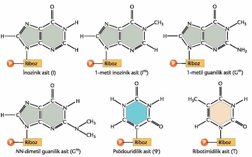 trna nın