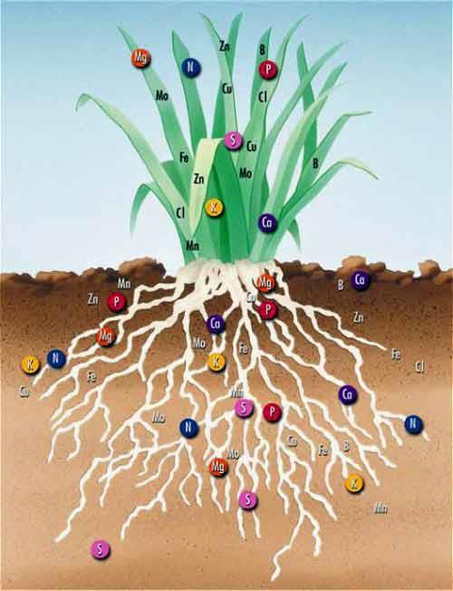 1. SULAMA BİTKİ GELİŞİMİ AÇISINDAN SUYUN ÖNEMİ Su besin maddelerinin topraktan alımını sağlar. Topraktaki besin maddeleri suda çözünmüş halde bitki tarafından emilir.
