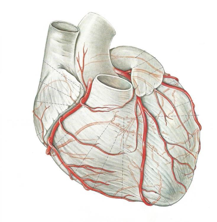 Koroner yetmezliği; Kalp kasını besleyen damarların daralması kısmi tıkanması sonucu kalp fonksiyonlarının yeterince yapılamamasıdır.