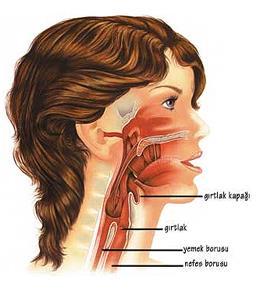 Plica vocalisin üst kısmına üst solunum yolu denir Burun Farenks Epiglot