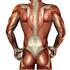 Columna vertebralis (omurga); vücudun arka ve orta kısmında yer alır, kemikten ve kıkırdaktan oluşur ve içinde omuriliği barındırır.
