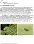 2.1. Nohut sineði [Liriomyza cicerina (Rond.)(Dip.:Agromyzidae] 2.1.1. Tanýmý, yaþayýþý ve zarar þekli