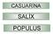 CASUARİNA SALİX POPULUS