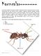 Karıncalar. Karıncaların vücutları diğer böceklerde olduğu gibi üç kısımdan oluşur: 1. baş 2. göğüs 3. karın (kuyruk kısmı) baş (Kopf)