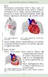 Kalp ve Pericardium un Anatomisi