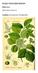 RHUS TOXICODENDRON. (Rhus-tox.) Zehirli Sumak, Poison Ivy. Familyası: Anacardiaceae ( Sakızağacıgiller )