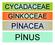 CYCADACEAE GİNKOCEAE PİNACEA PİNUS