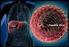Kronik Hepatit C Enfeksiyonu Olan Hastalarda Karaciğer Fibrozu Göstergesi Olarak Serum IgG, IgA ve IgM Düzeylerinin Değerlendirilmesi