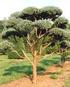 SARIÇAM (Pinus sylvestris L.) DA FARKLI TOHUM KAYNAKLARININ KOZALAK ÖZELLĐKLERĐNE ETKĐSĐ
