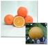 Washington Navel Portakalın Hasat Sonrası İşlemlere Yönelik Fiziksel ve Sürtünme Özelliklerinin Belirlenmesi