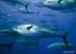 Mavi Yüzgeçli Orkinos Balıklarının Avcılığı Taşımacılığı Besiciliği İhracat ve İthalatına İlişkin 2015 Yılı Uygulama Genelgesi (Genelge No: 48)