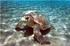 A. Caretta caretta (Adi Deniz Kaplumbağası)