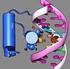 Is DNA Replicated in Protein Synthesis? Protein Sentezinde DNA Eşlenir mi?