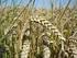 16 Araştırma Makalesi. Yazlık Bazı Ekmeklik Buğday Genotiplerinin Diyarbakır Koşullarında Verim ve Kalite Yönünden Değerlendirilmesi