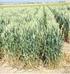 Orta Anadolu Bölgesi Ekmeklik Buğday Islah Çalışmalarında Bazı Tarımsal Karakterlerin Araştırılması
